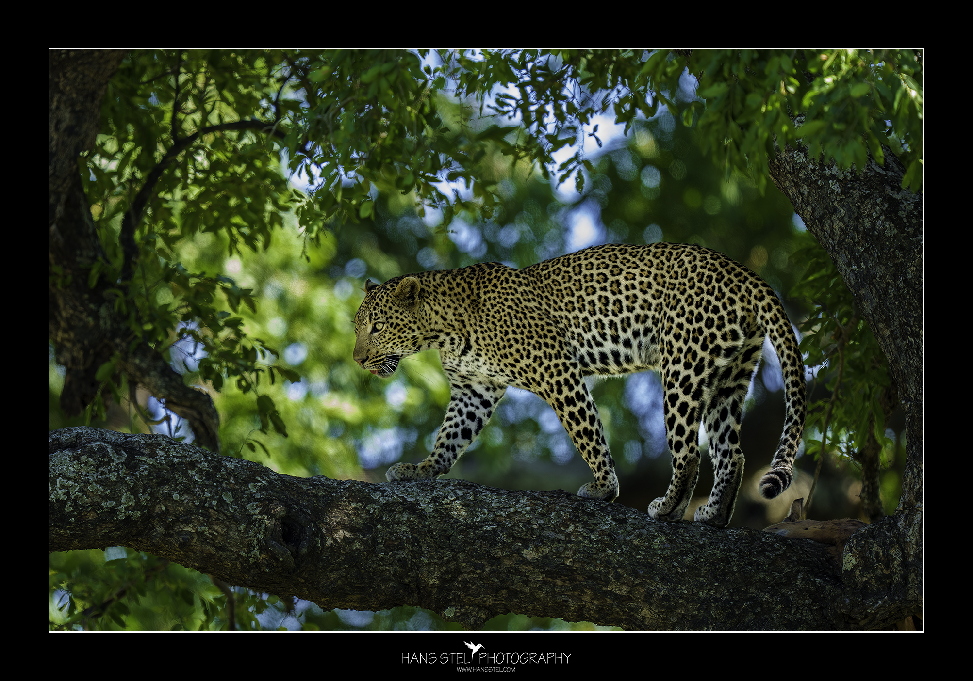 Dagtour Fotografie Krugerpark