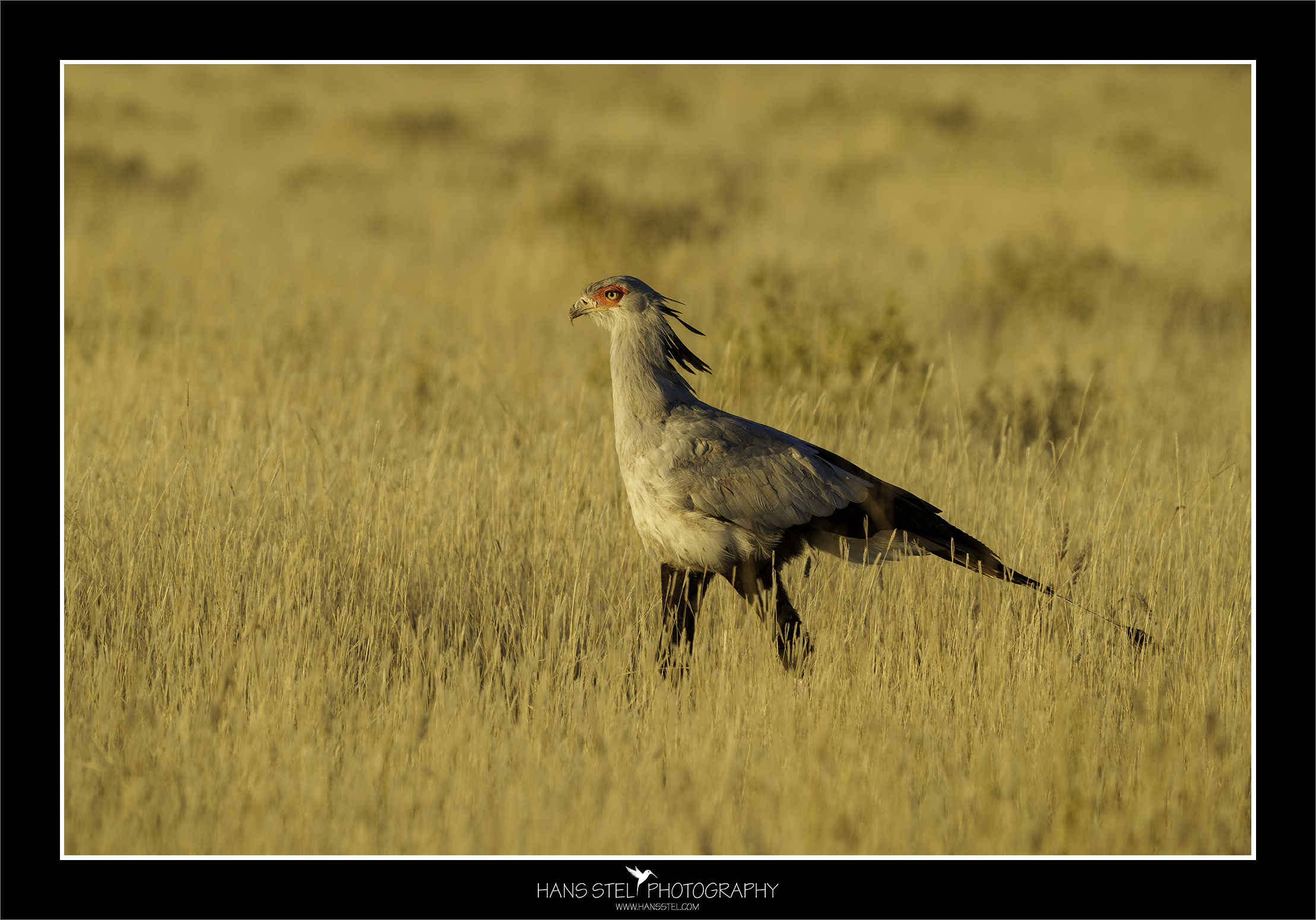Dagtour Fotografie Krugerpark