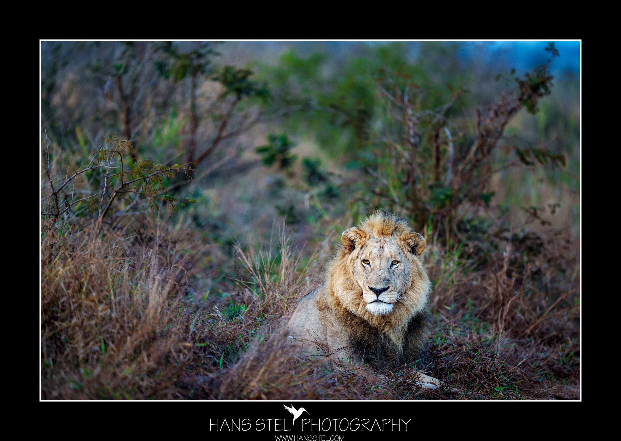 Dagtour Fotografie Krugerpark