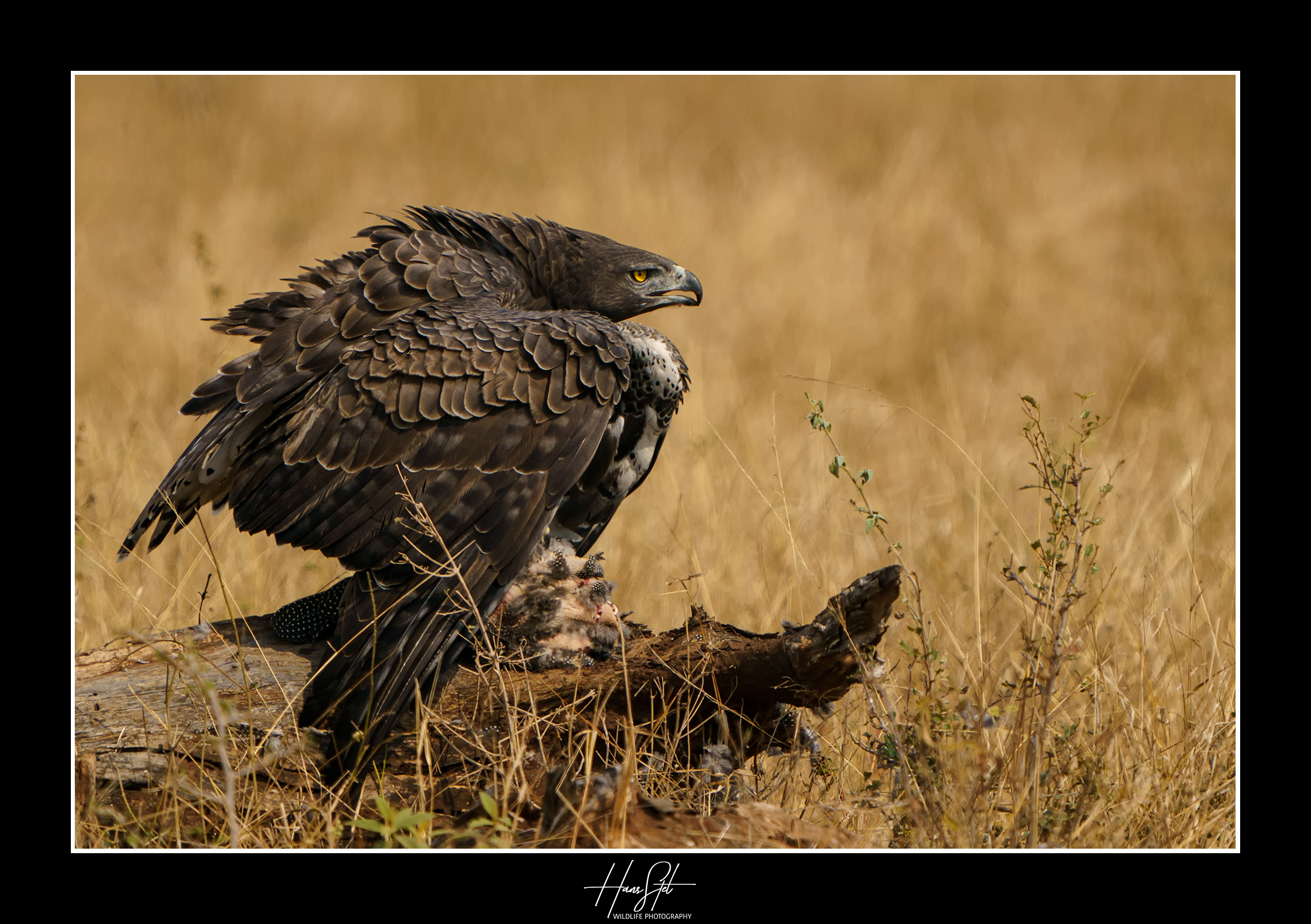 Dagtour Fotografie Krugerpark