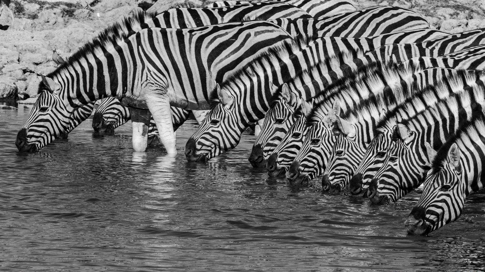 Professionele fotografie tour in Hoedspruit