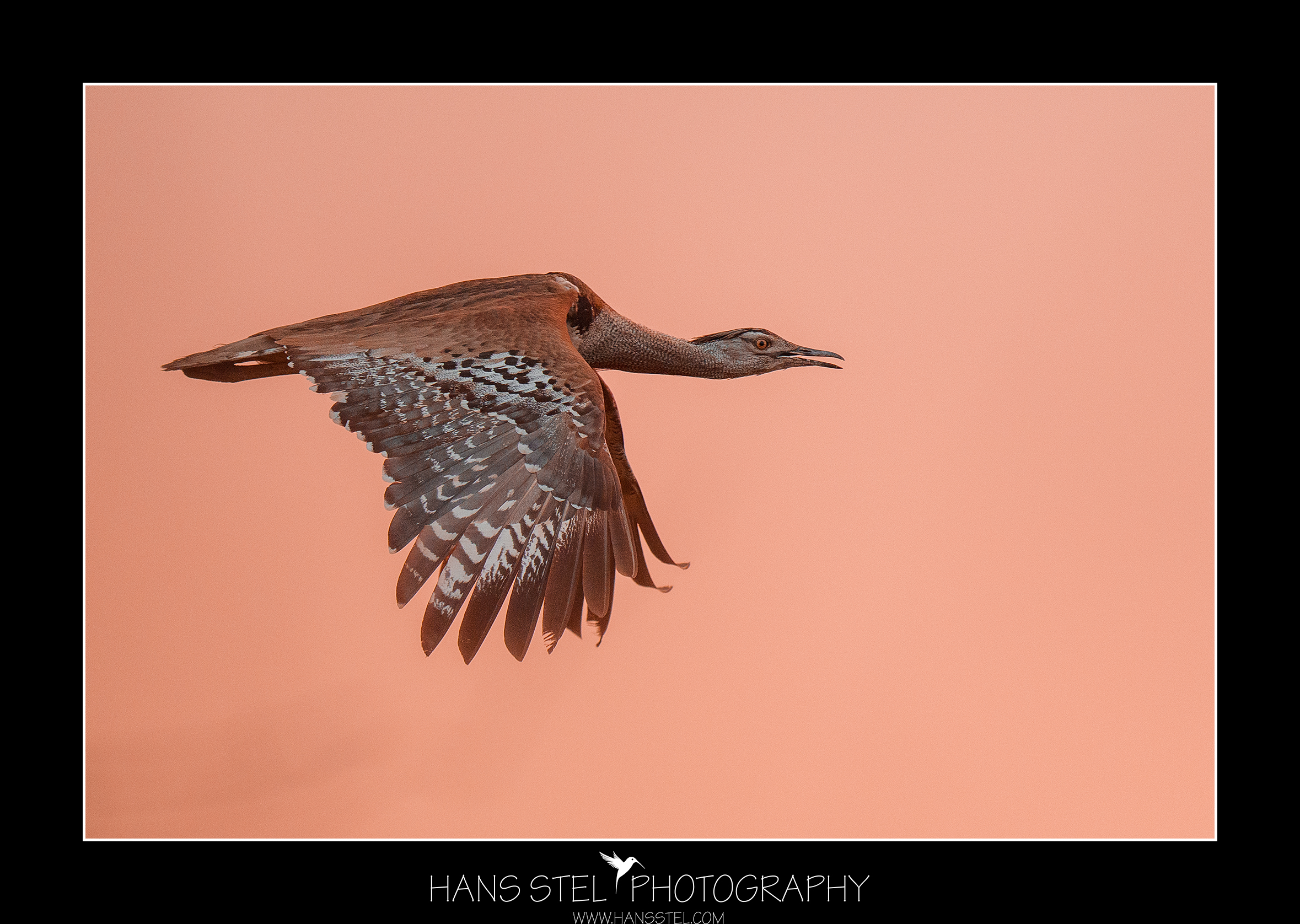Professionele fotografie tour in Hoedspruit