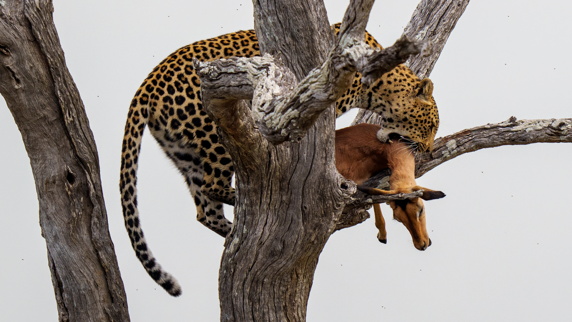 Meerdaagse Fotografie tours in Krugerpark
