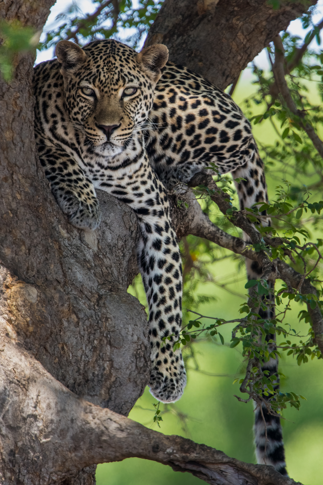 Meerdaagse Fotografie tours in Krugerpark