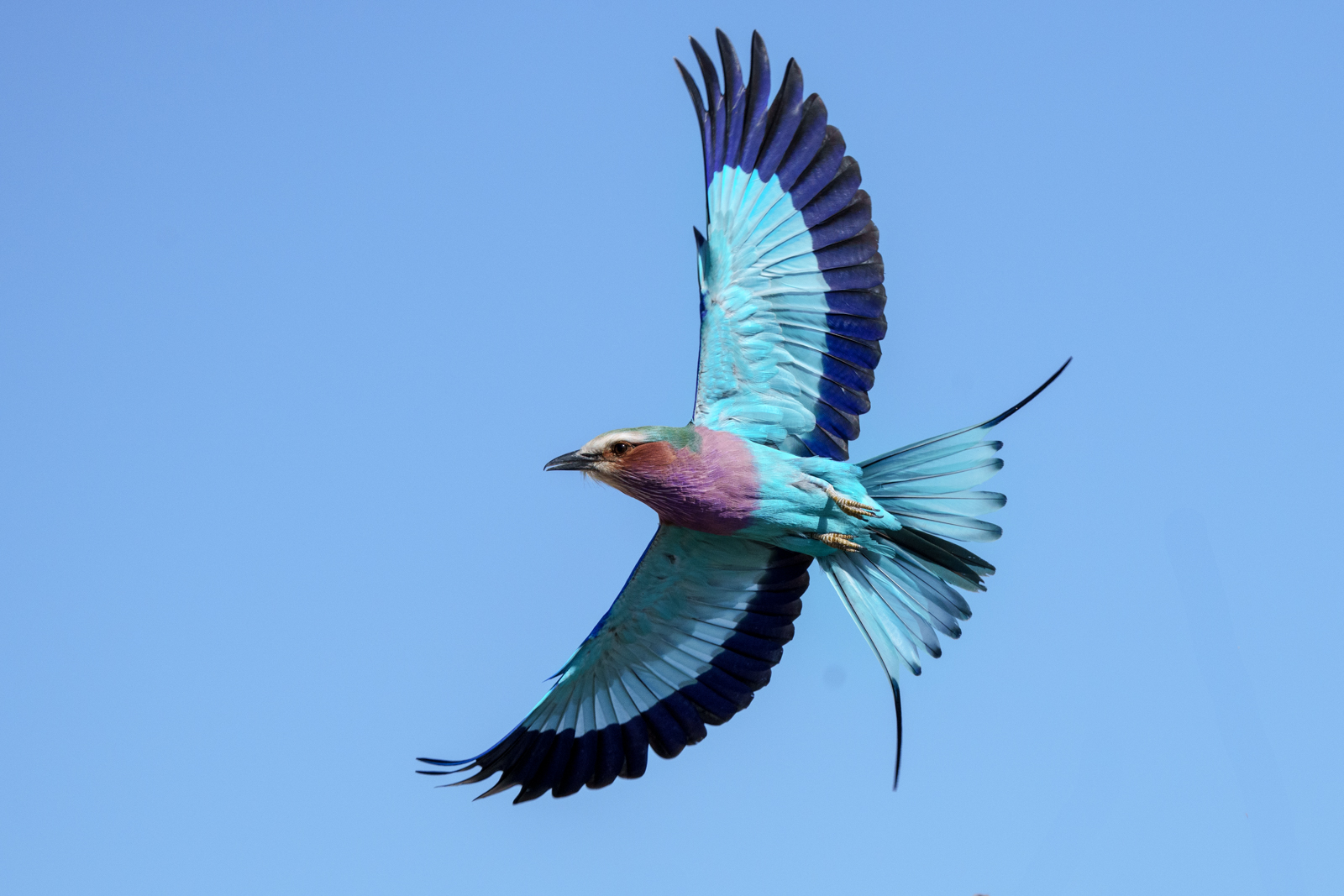 Professionele fotografie tour in Hoedspruit