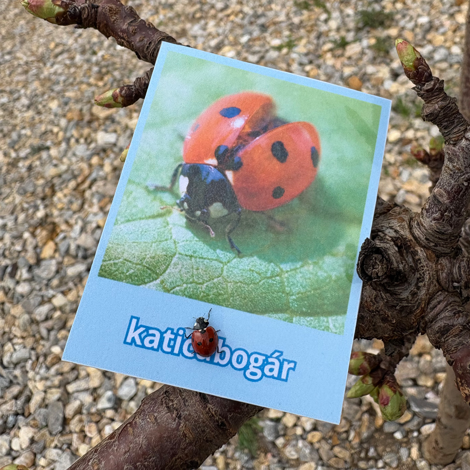 Nyomtatható tavaszi szókártyák – 72 db kártya állatvilág, kert, húsvét témában