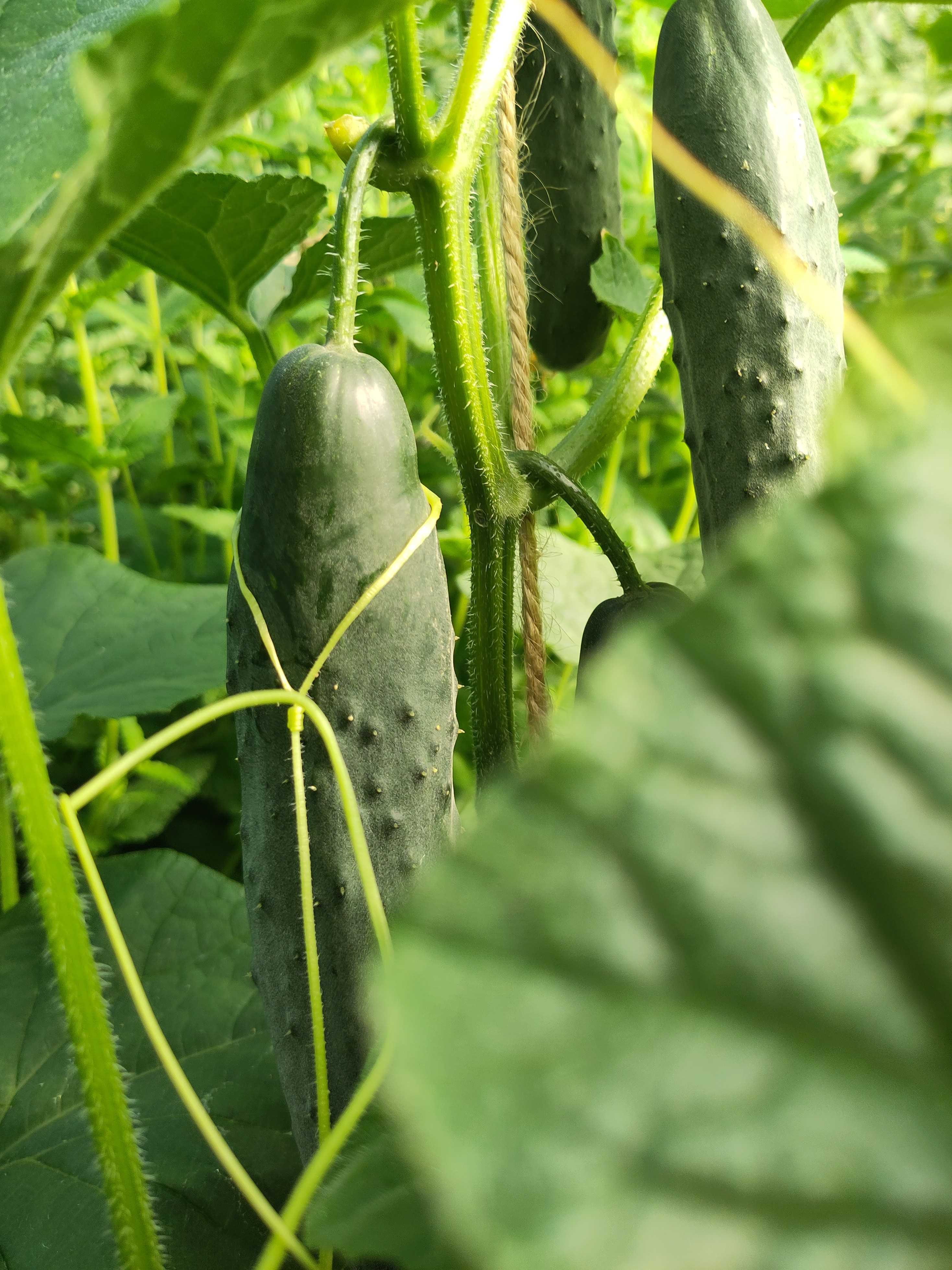 panier de légumes du Mardi