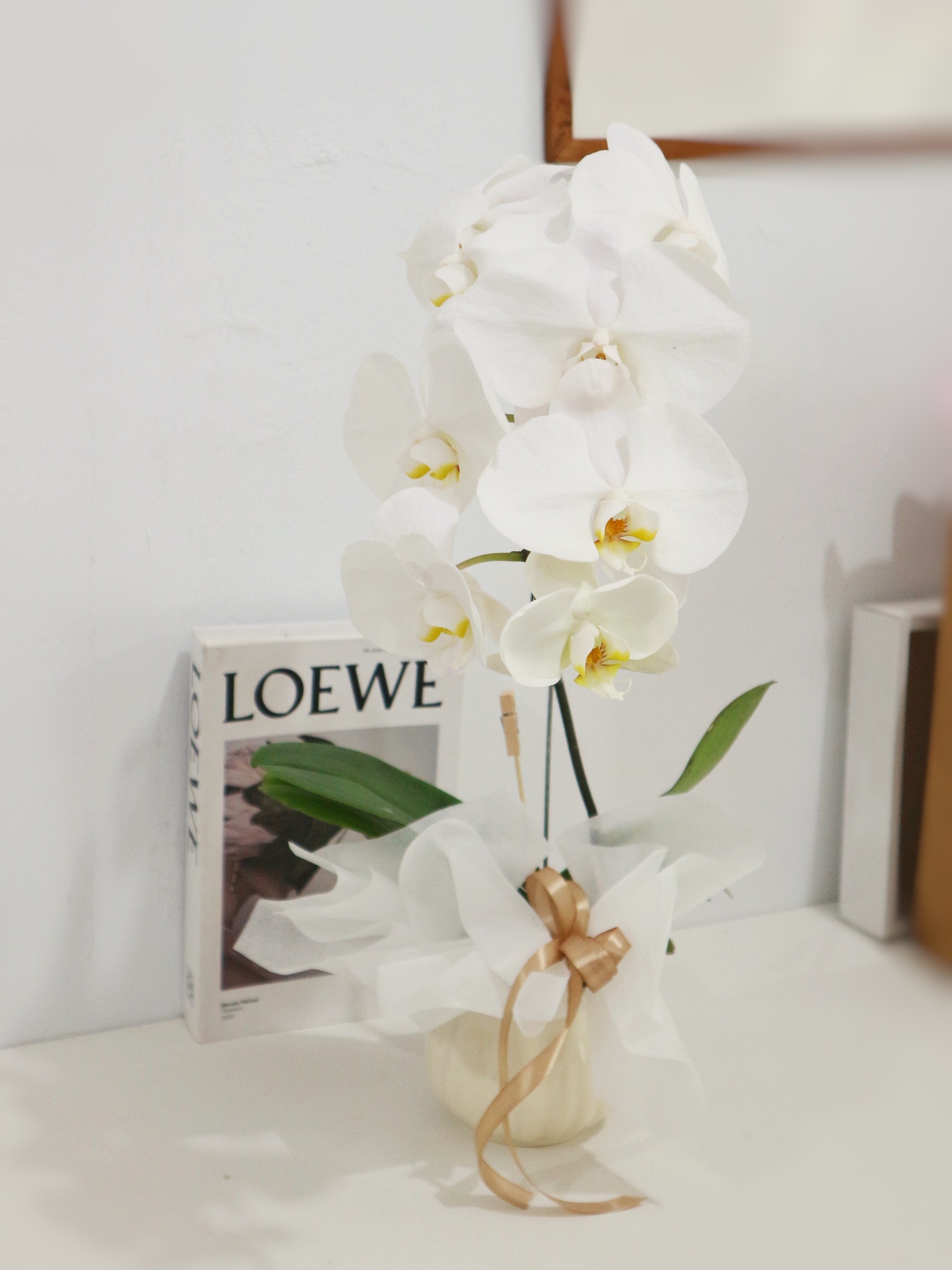 Single Fresh Orchid
