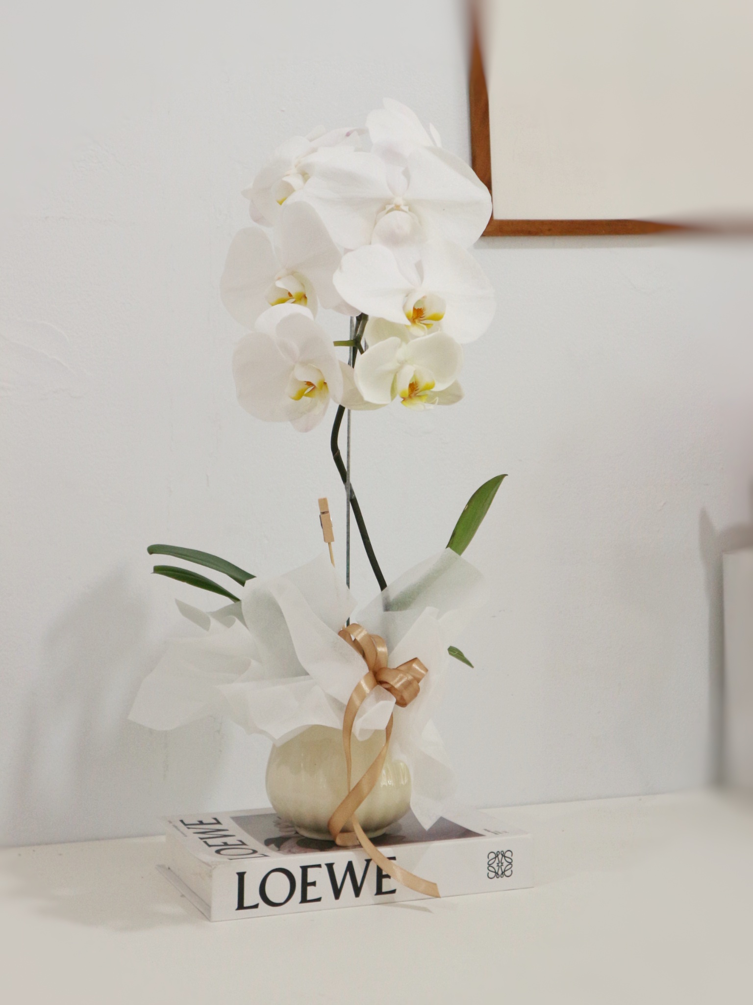 Single Fresh Orchid