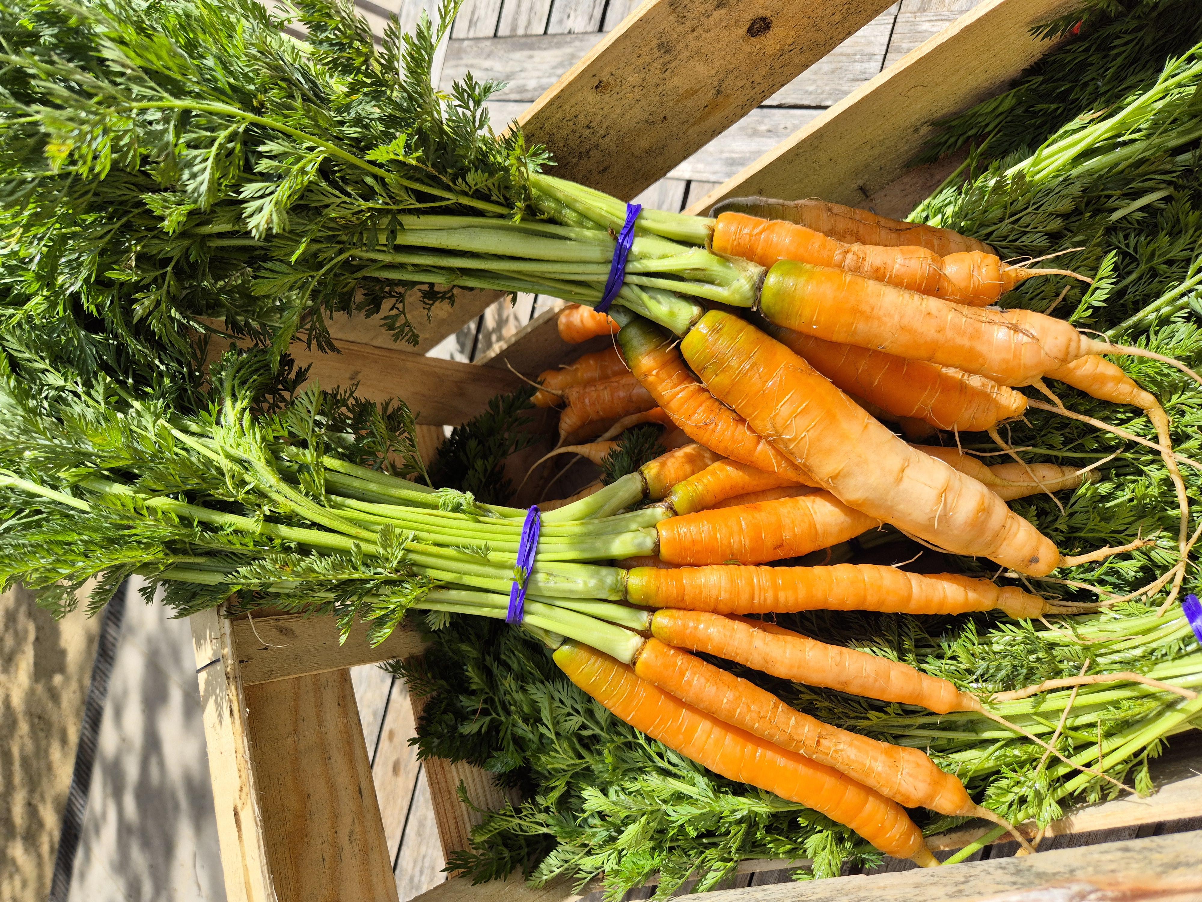 Carottes Fanes