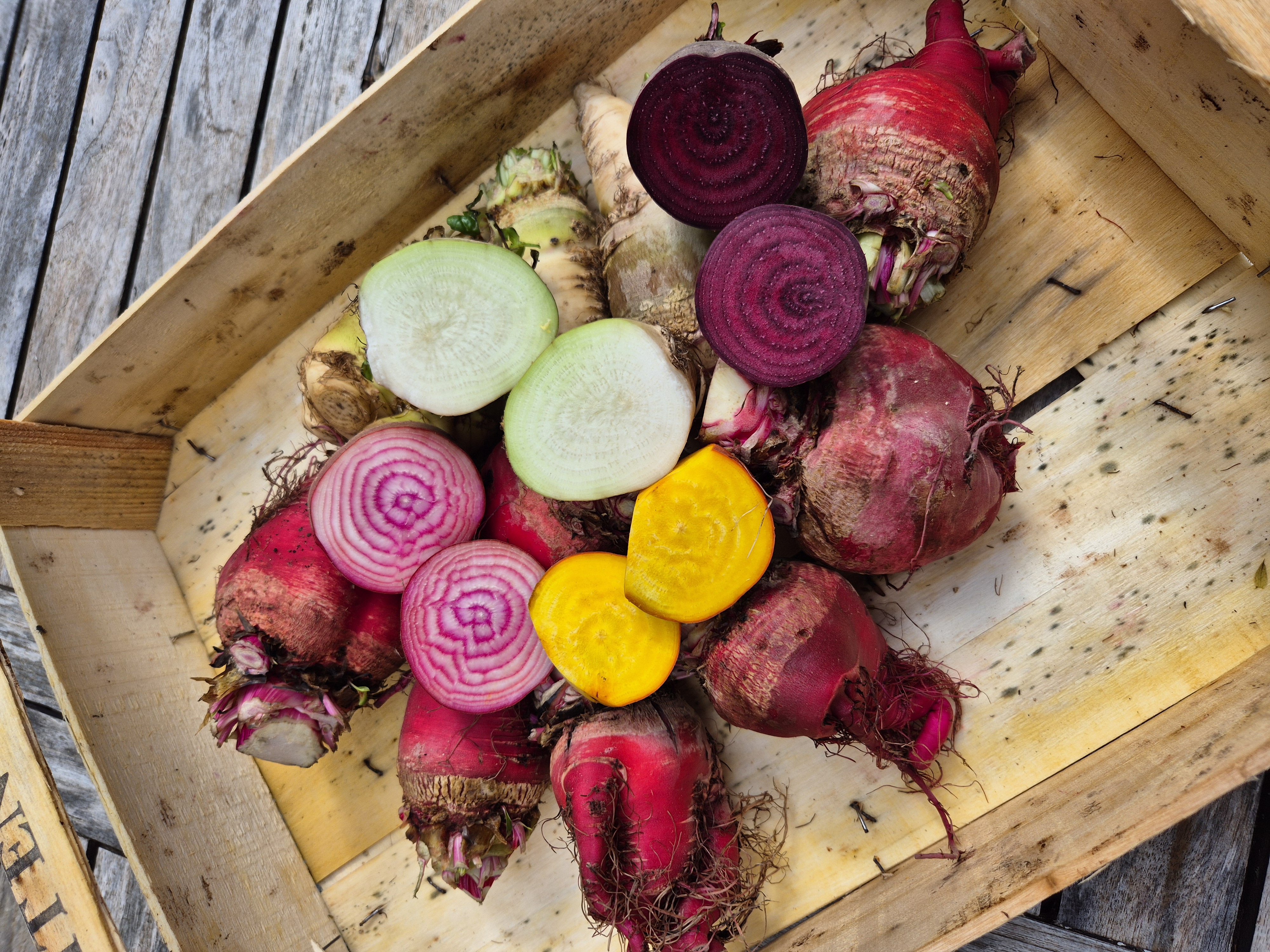 Betteraves multicolores fraiches