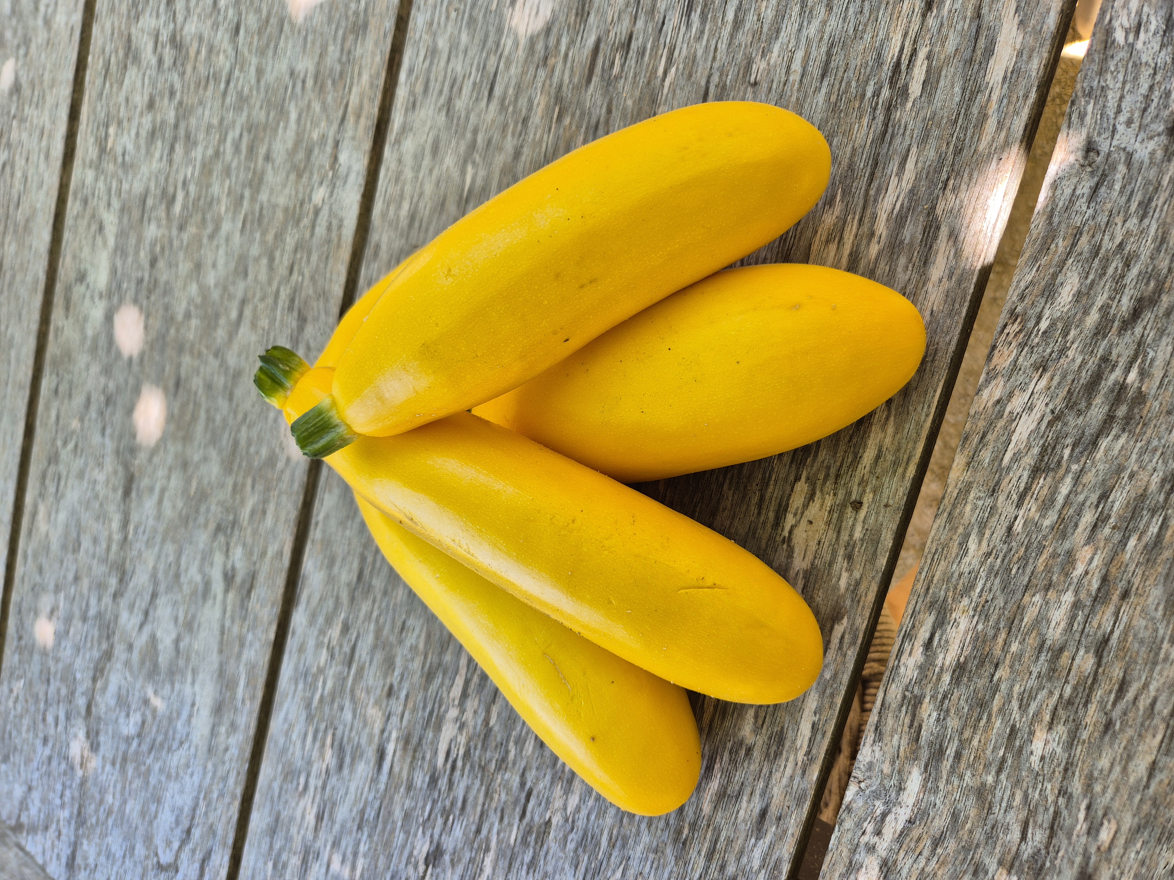 Courgettes longues jaunes