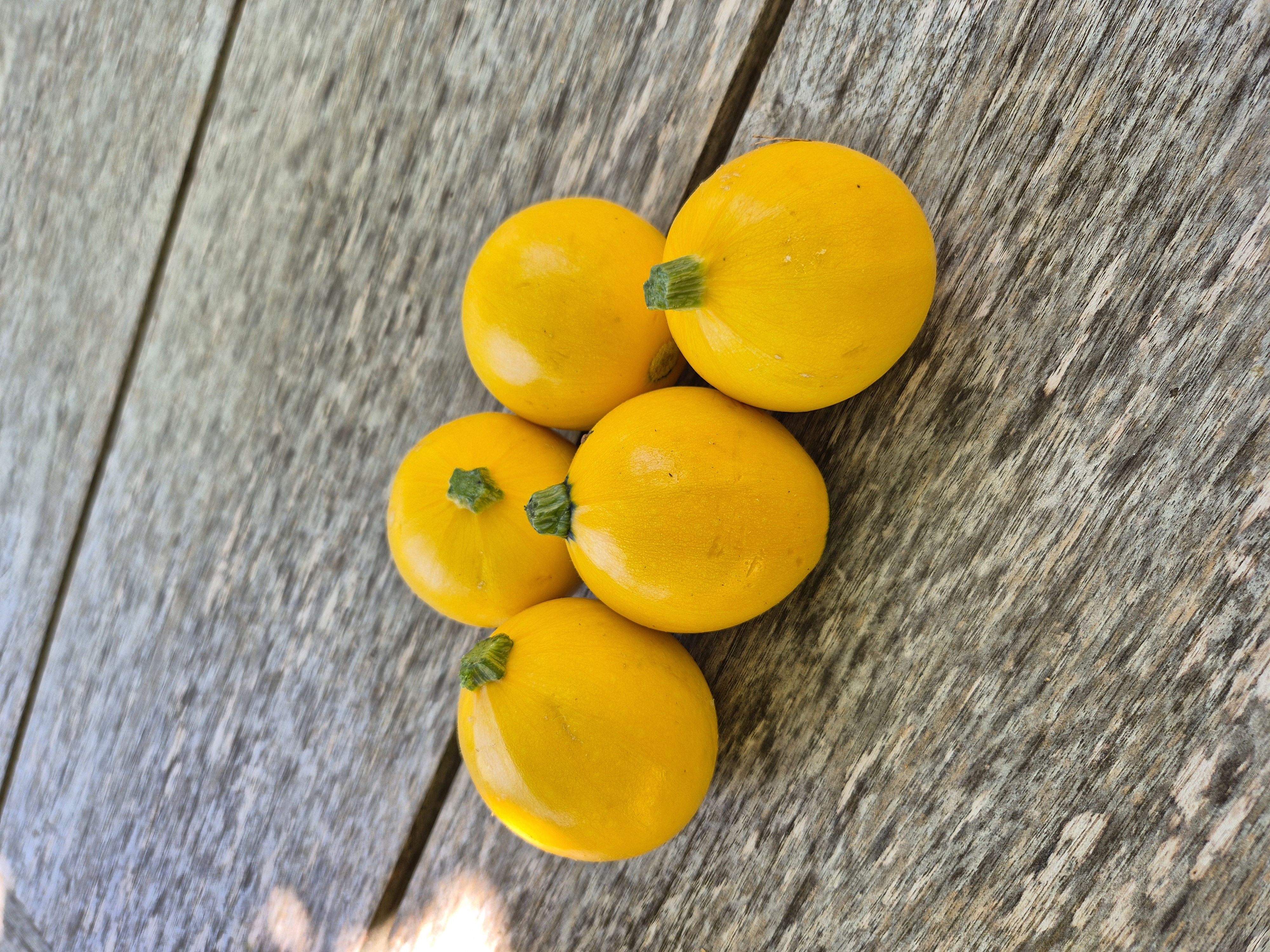 Courgettes rondes jaunes