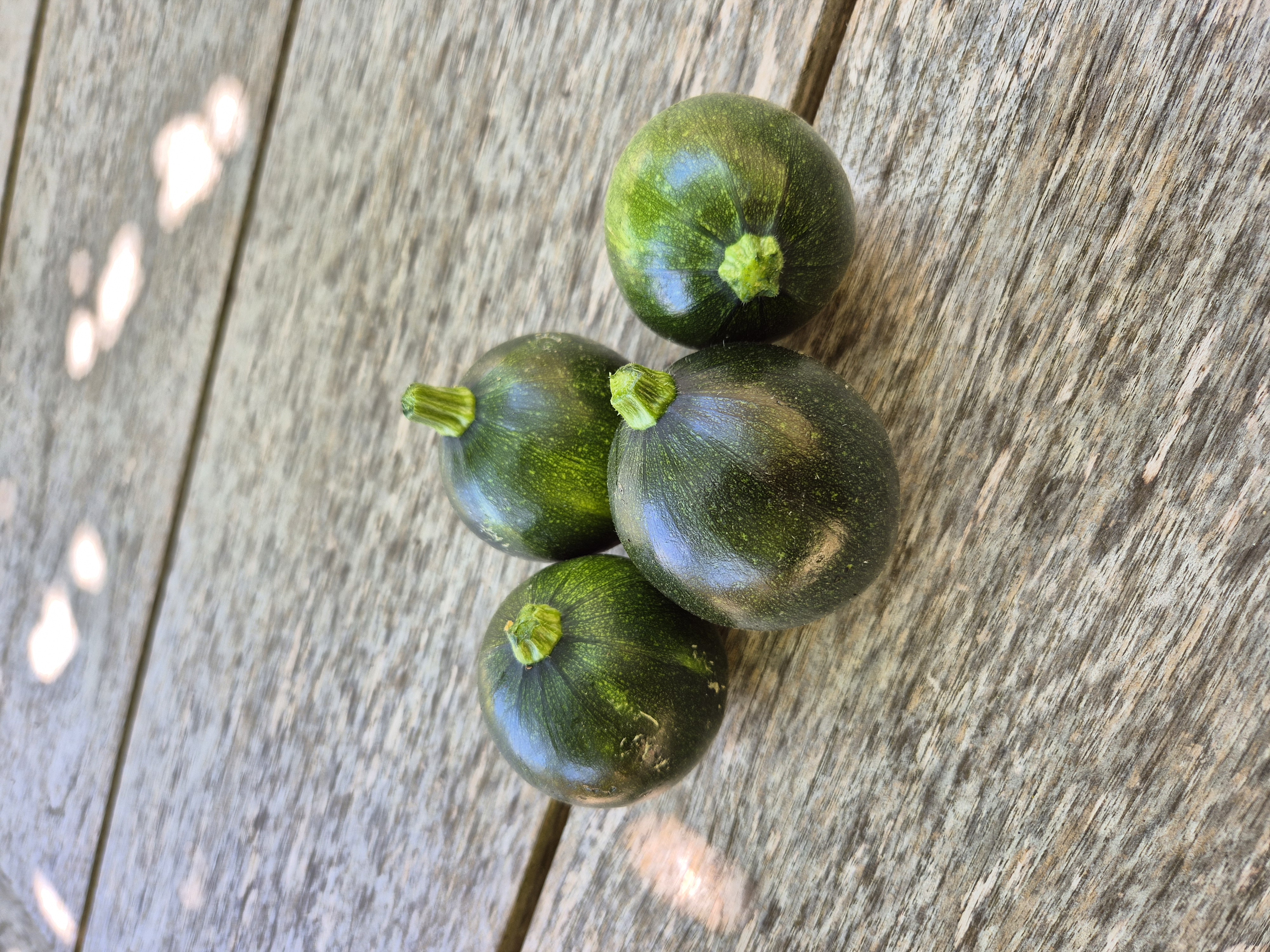 Courgettes rondes vertes