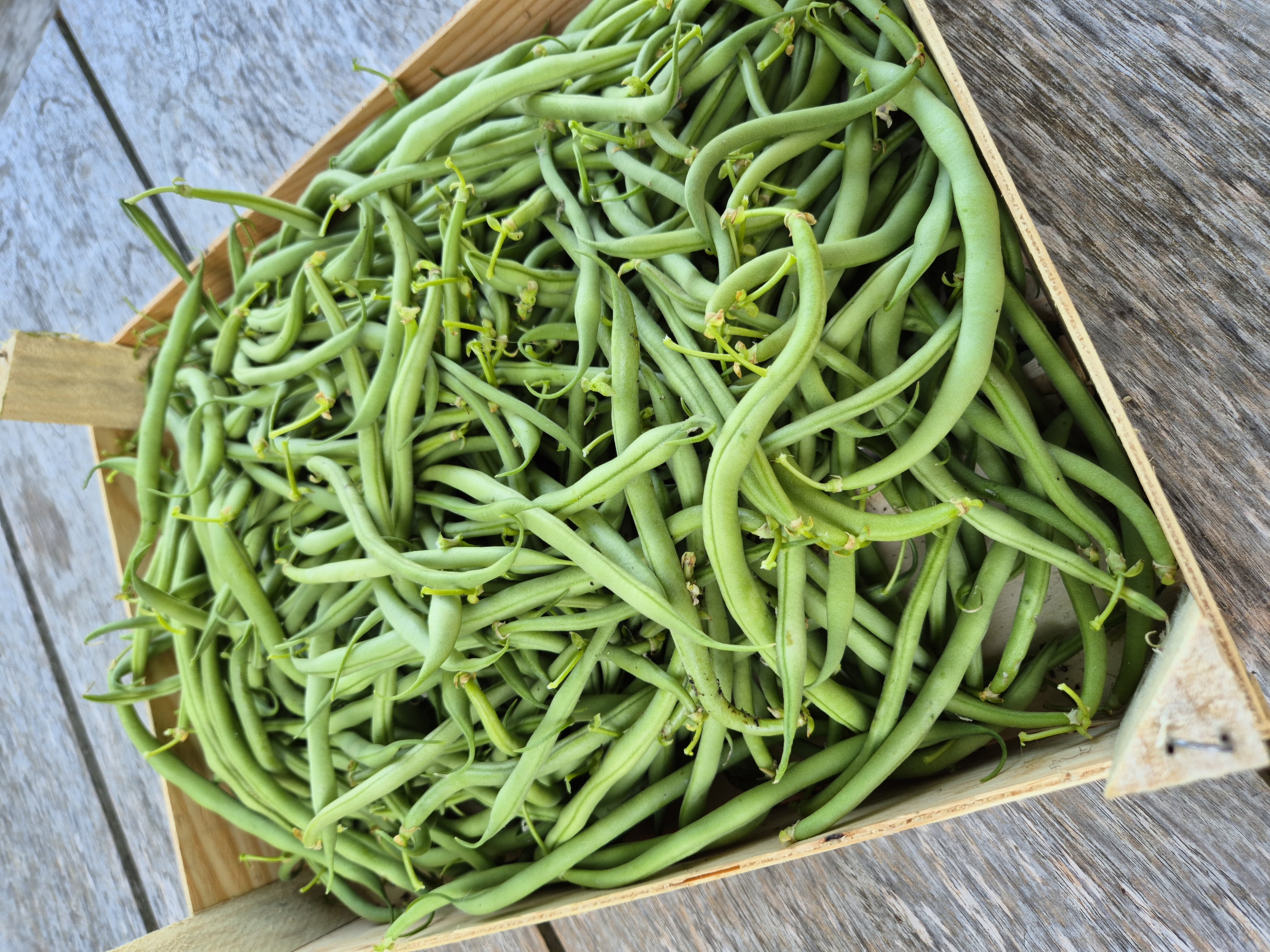 Haricots verts