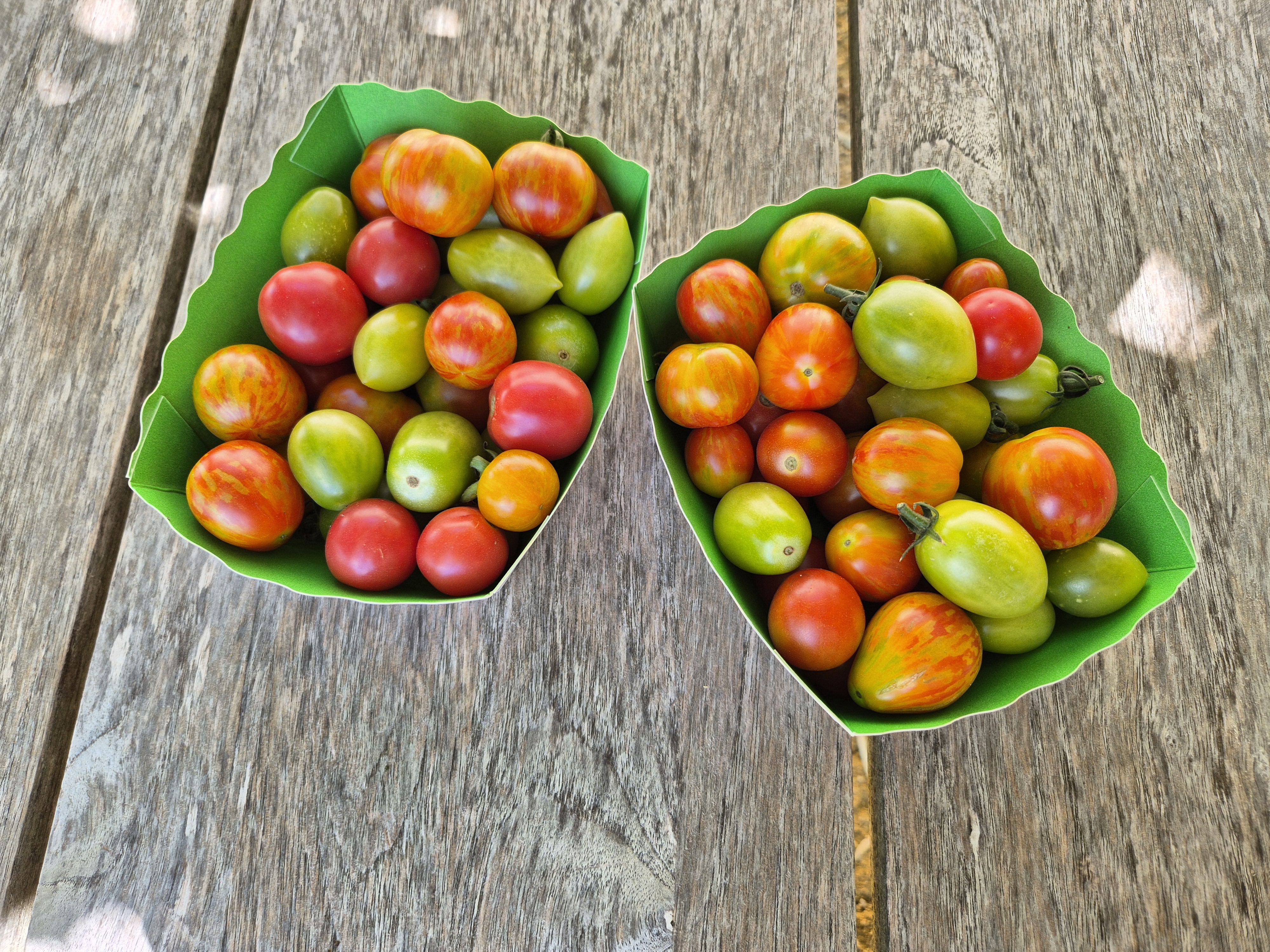 Tomates cerises variées – selon récolte