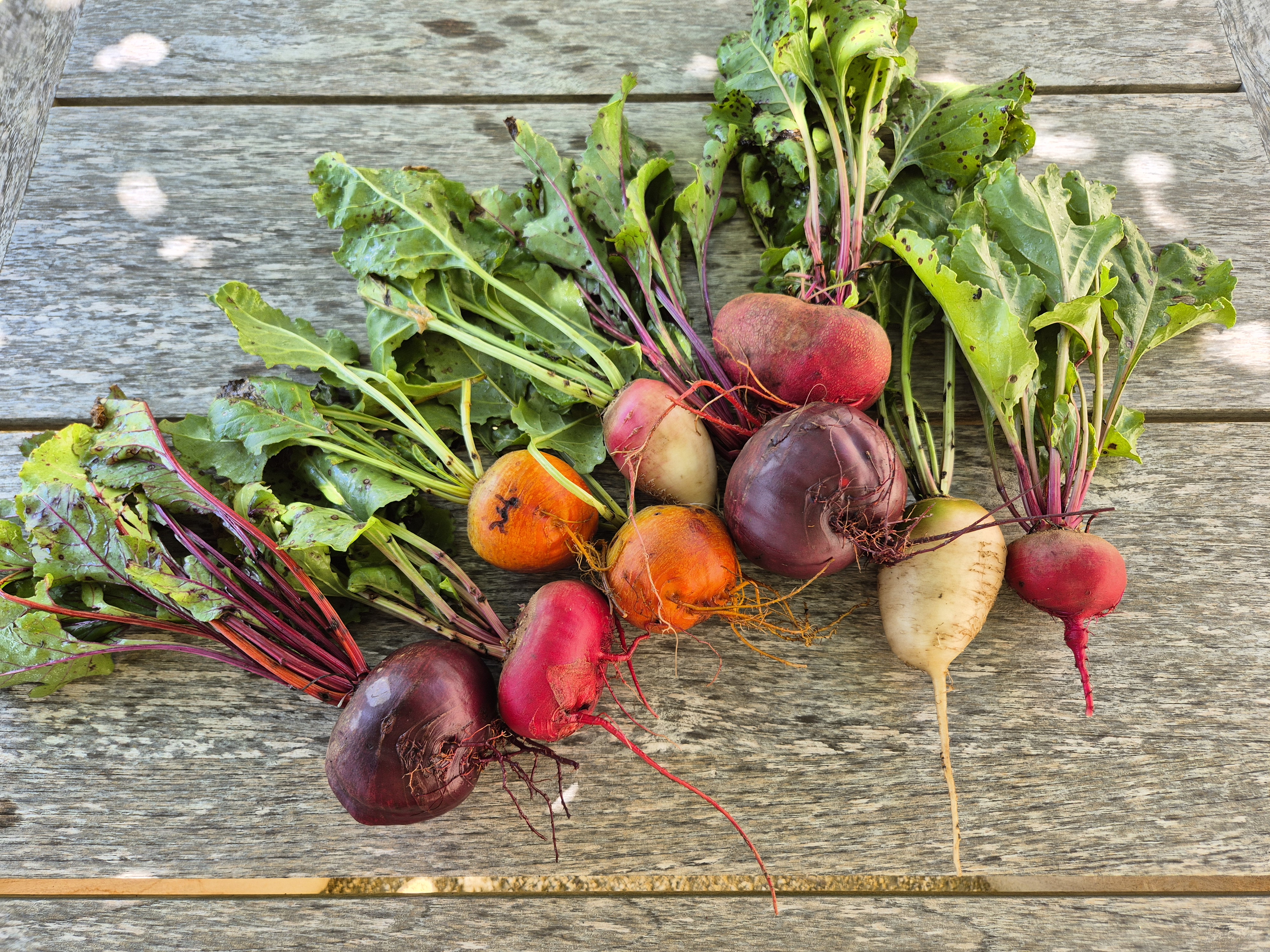 Betteraves multicolores fraiches