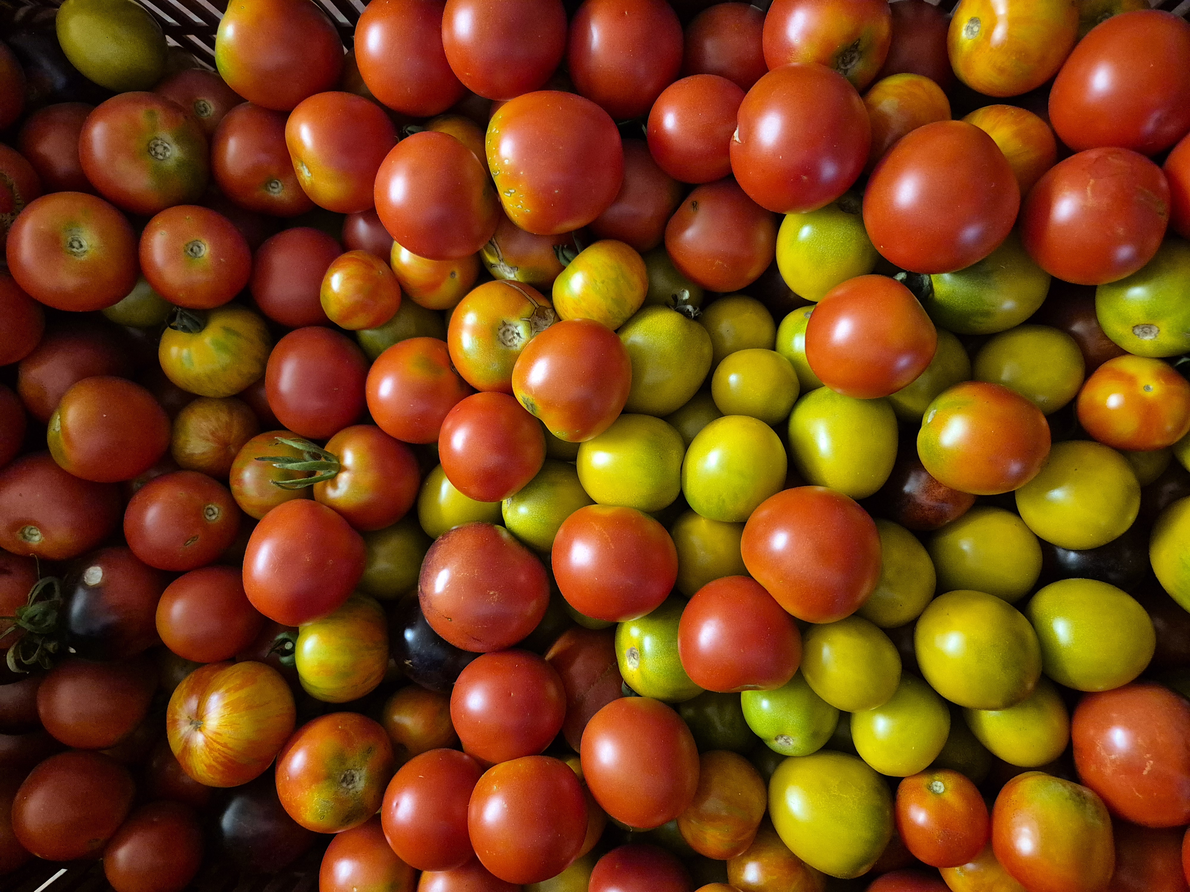 Tomates cocktails variées – selon récolte
