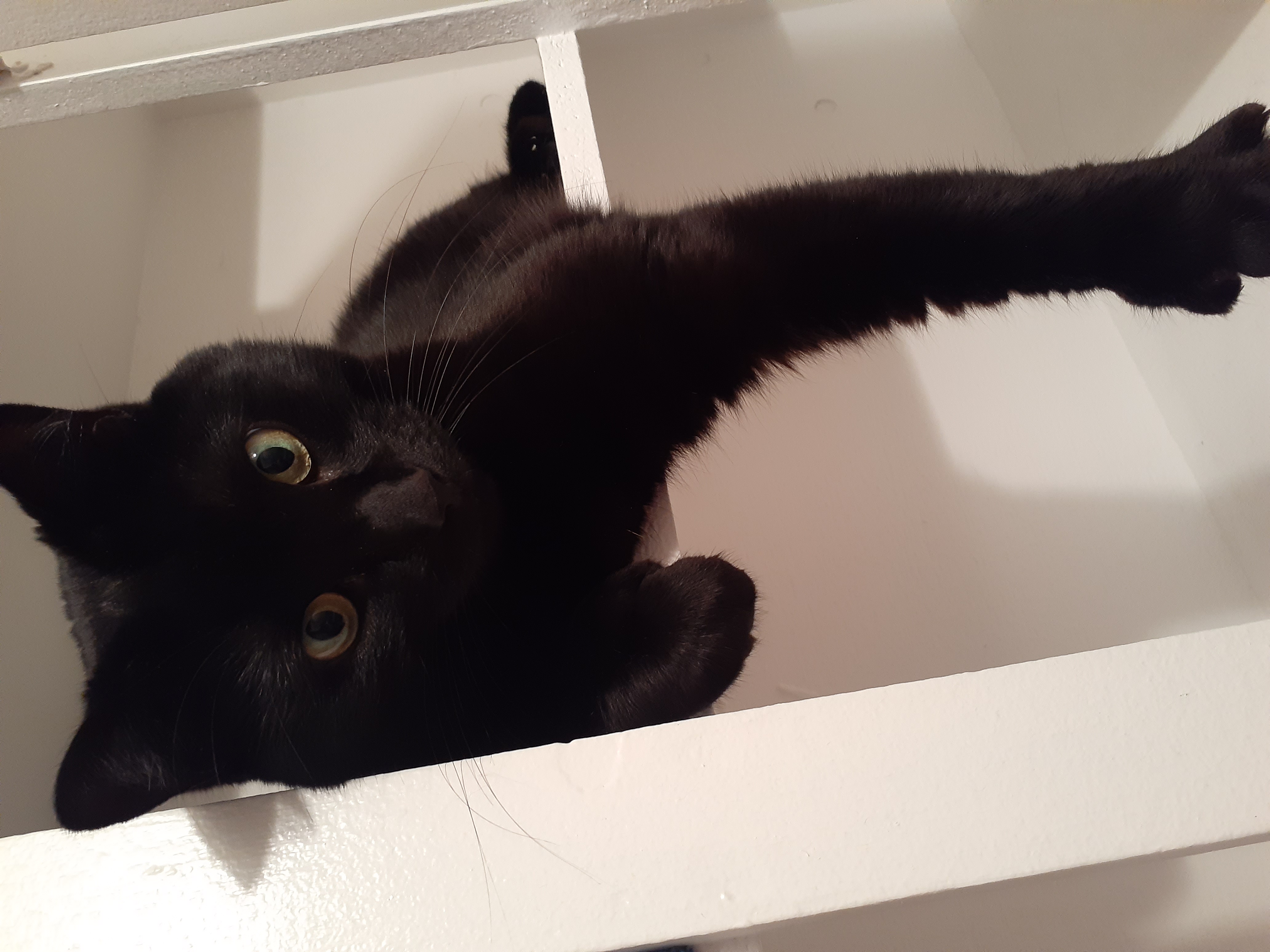 GIZMO endure  en silence.