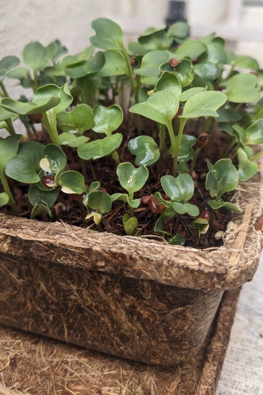 Microgreen Starter Kit (Ready-to-Use)