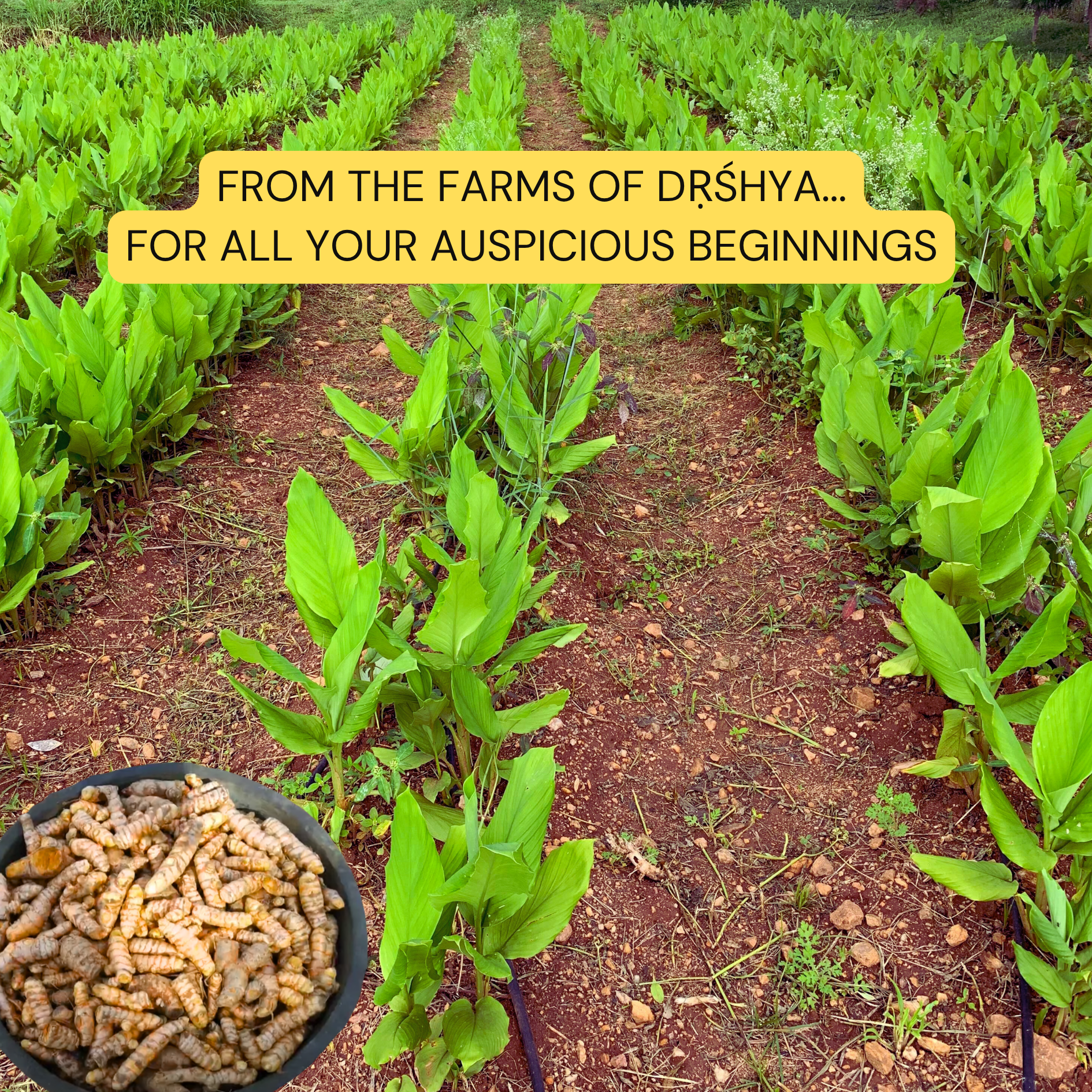 Mini Tamboolam Pack - Turmeric and Kumkum (Set of 25)