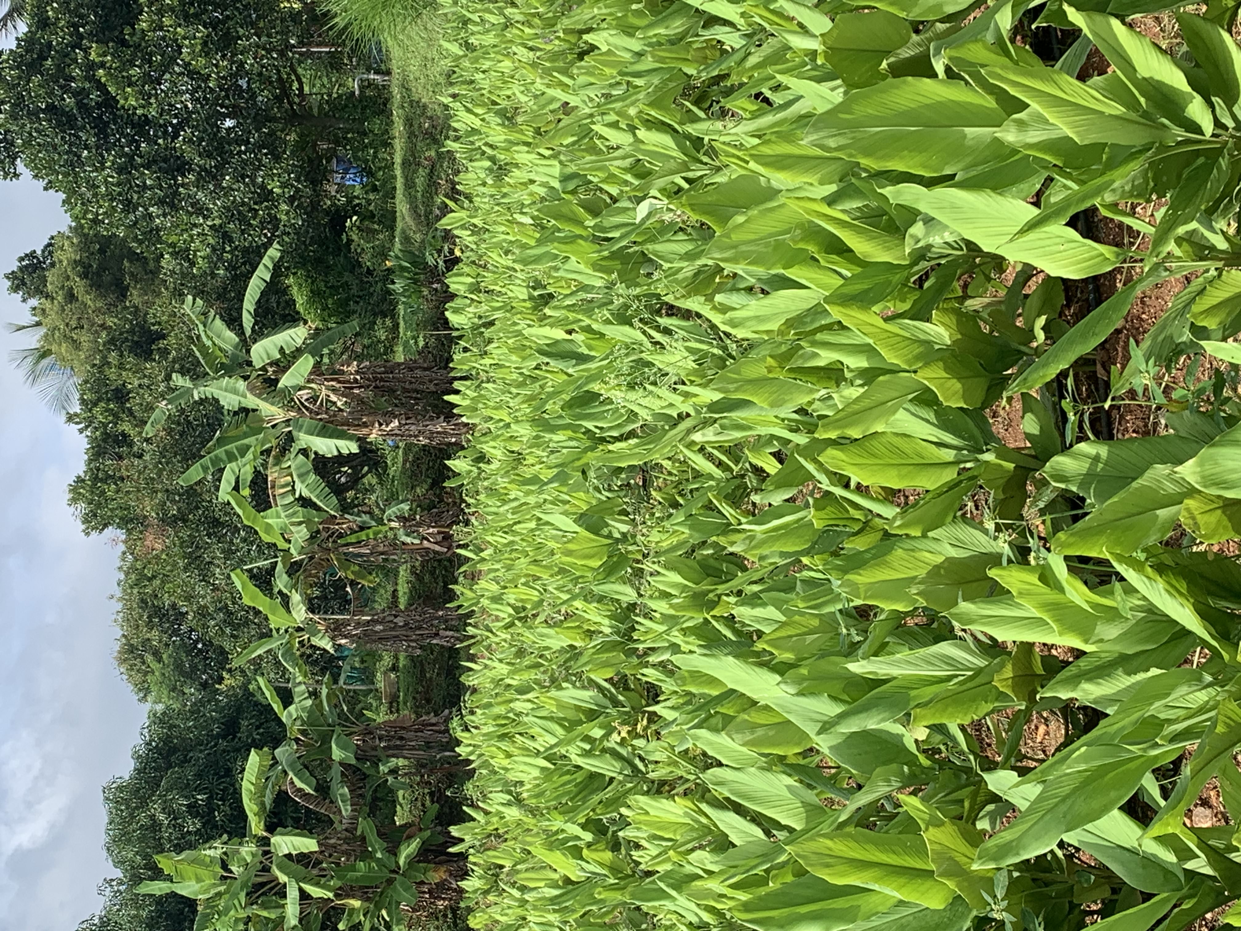 Farm Grown Turmeric Powder (200 gm)