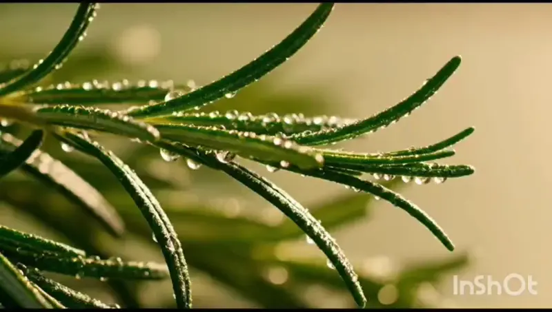 Dṛśhya - Everyday Hair Care Kit