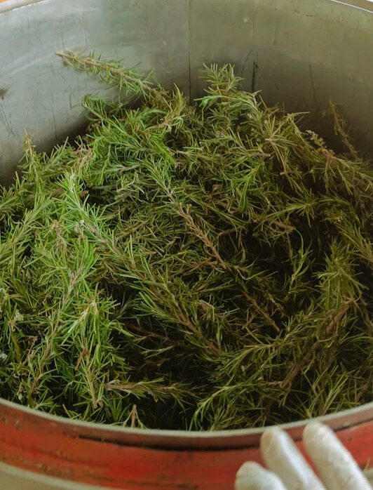 Hair Strengthening Mist - Rosemary Hydrosol