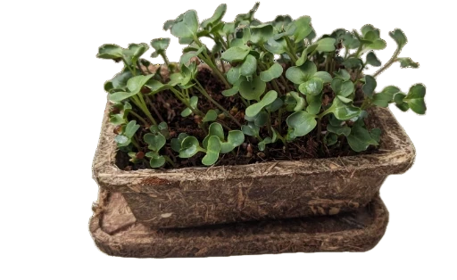 Microgreen Starter Kit (Ready-to-Use)