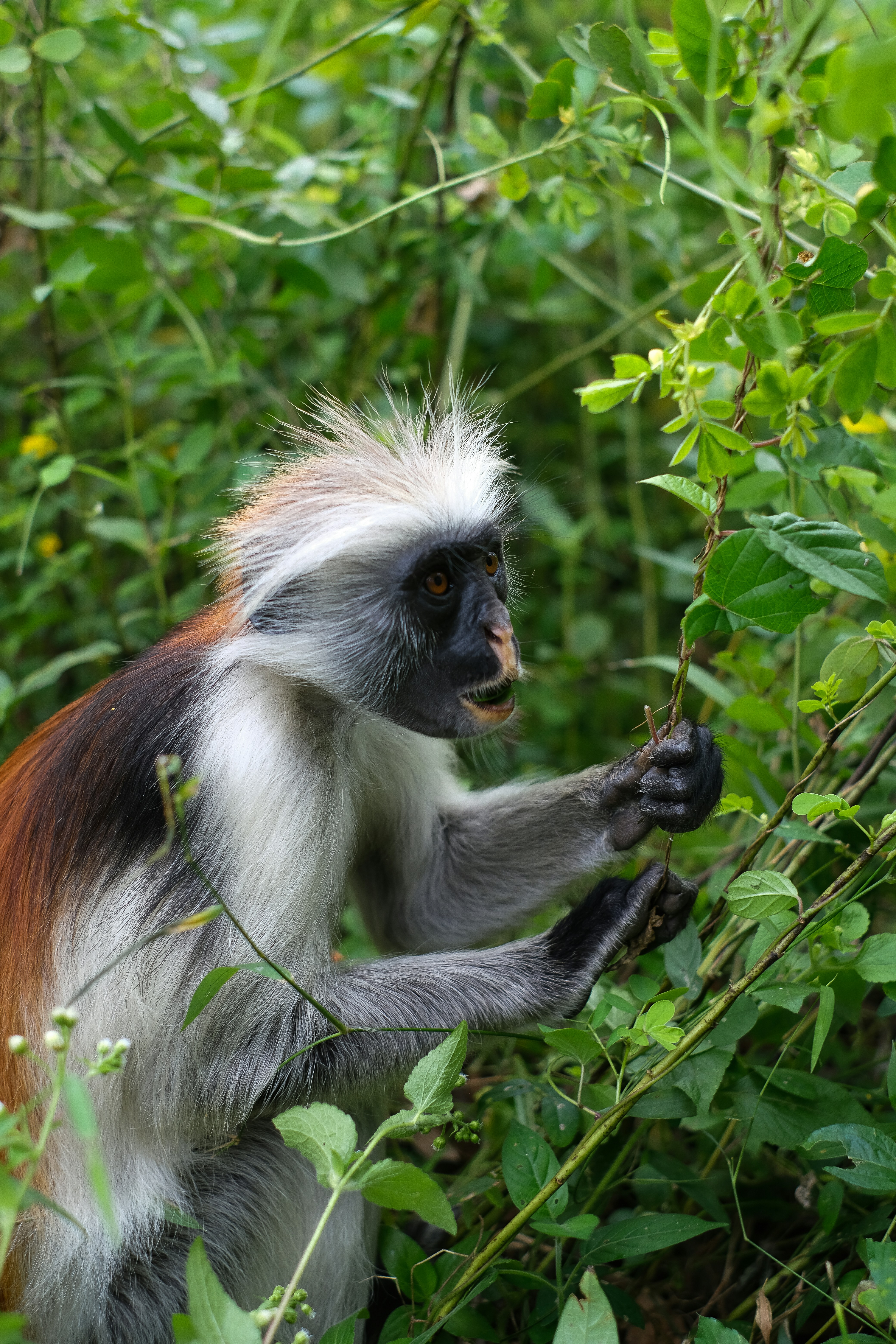 Jozani Forest , Rock restaurant i plaża Paje Trip
