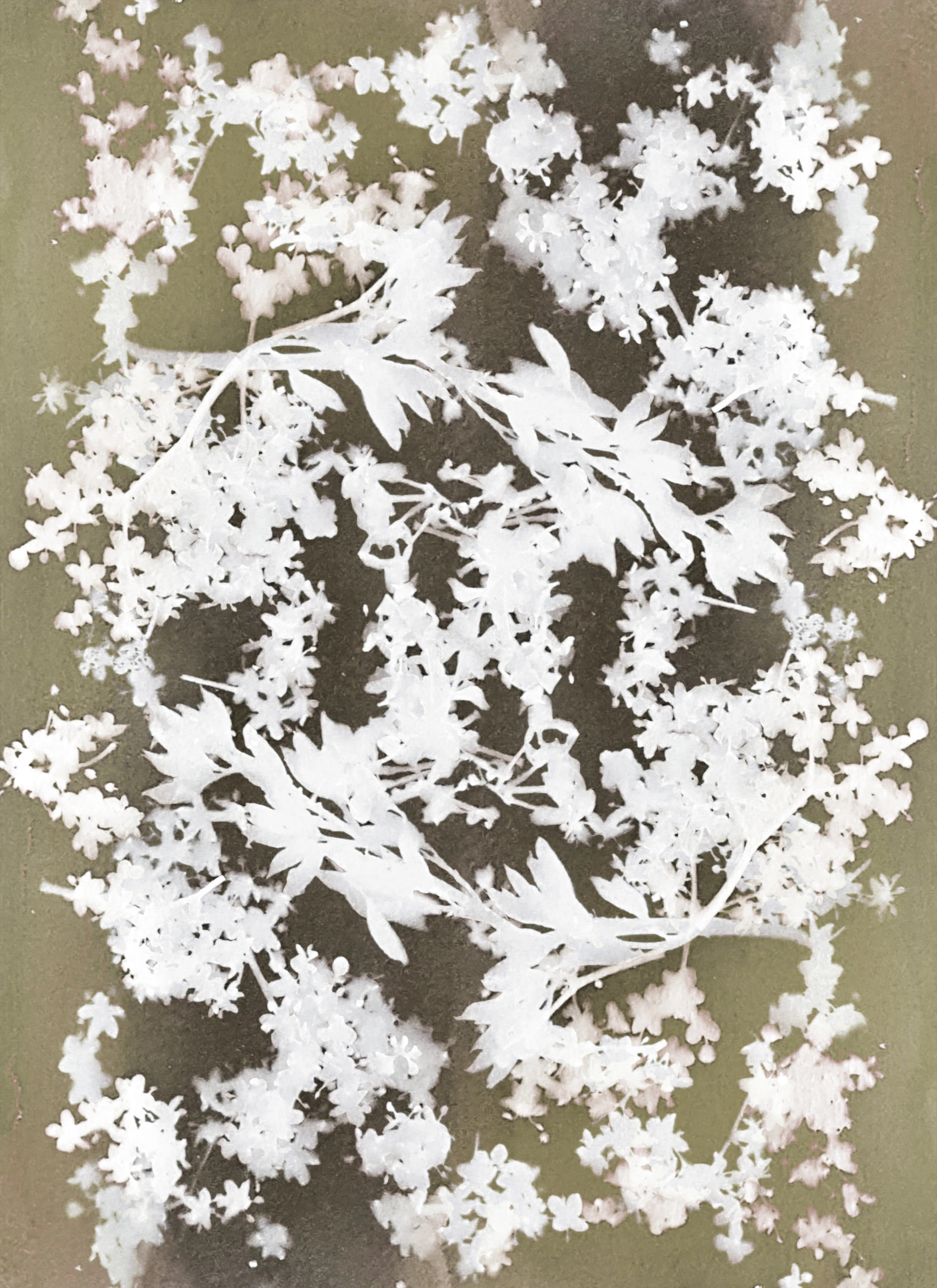 FLORAISON