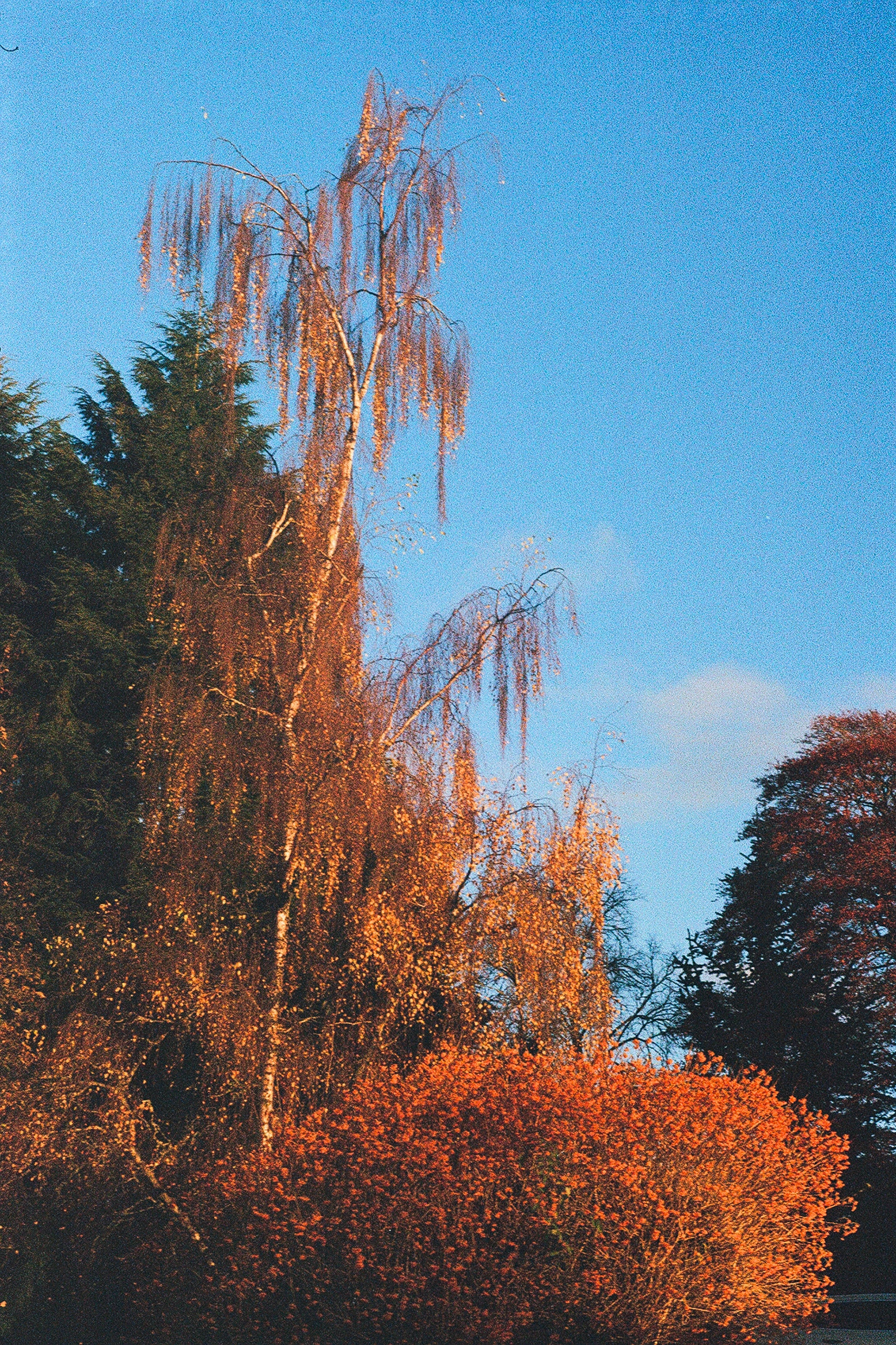 LES SAISONS