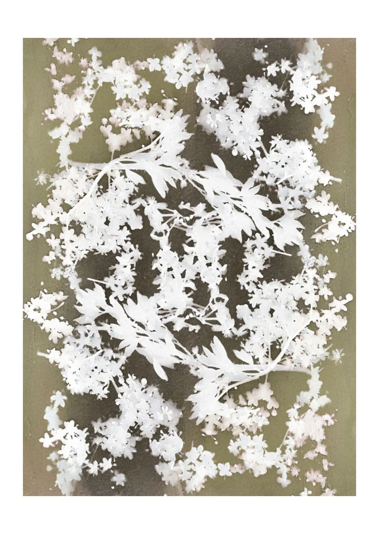 CARTE POSTALE - FLORAISON