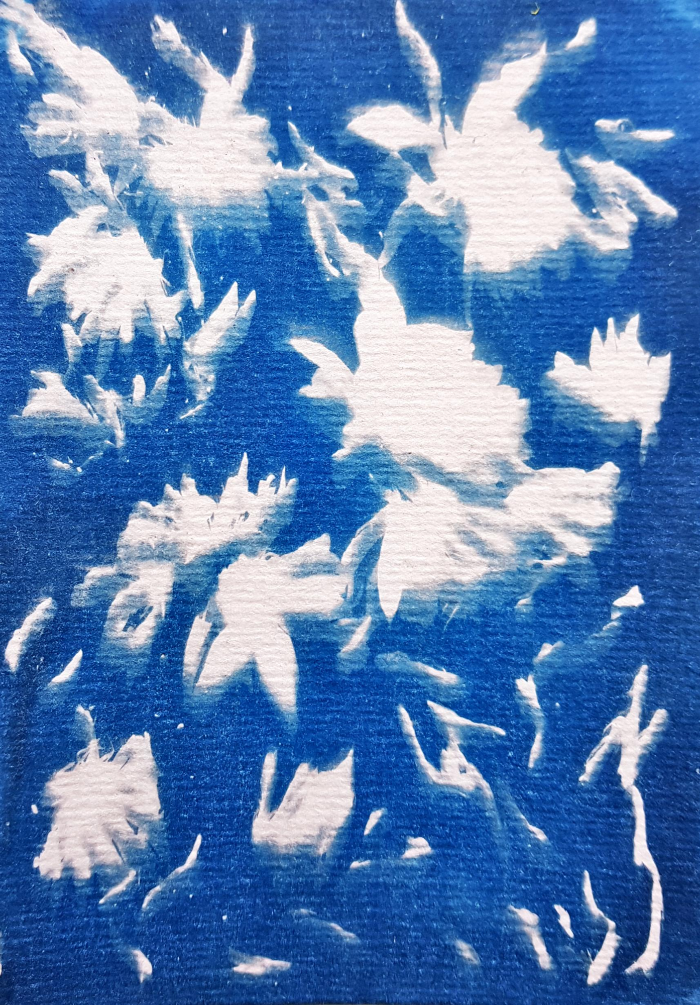Petit cadre cyanotype - LES FLEURS