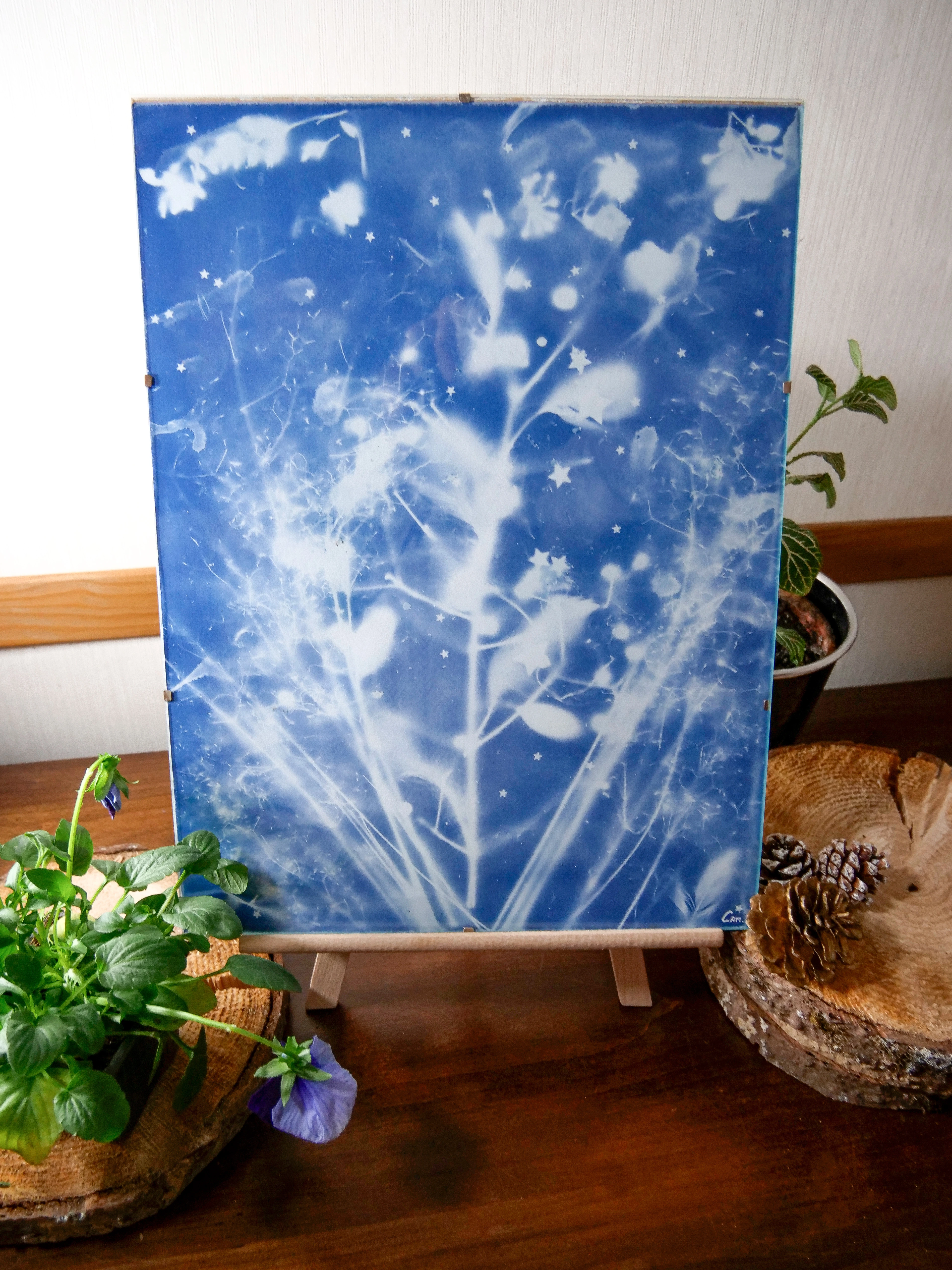 Cyanotype original sous verre
