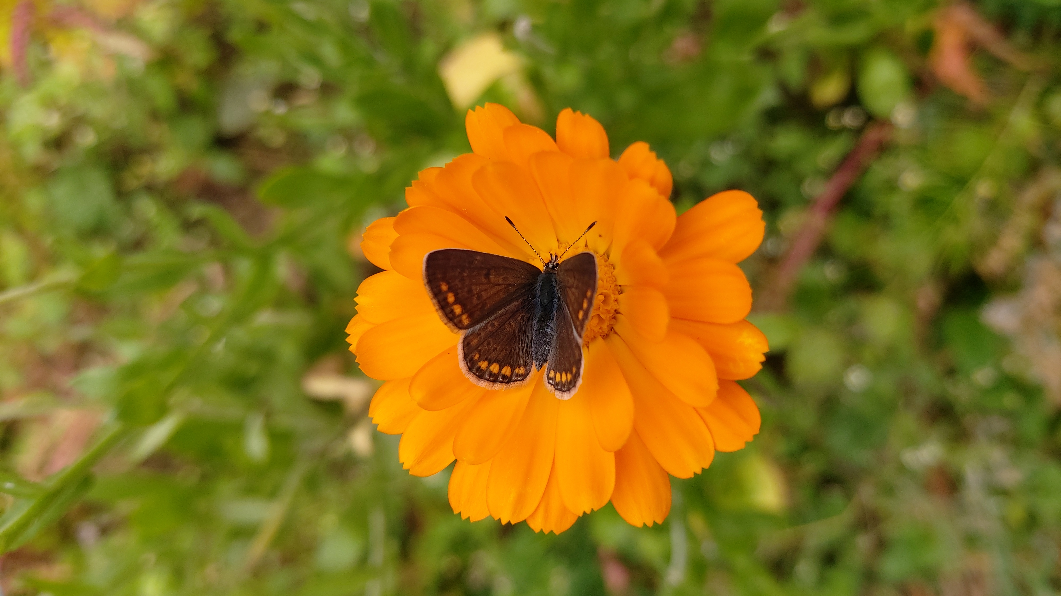 Cueillette de calendula & confection d'un macérât