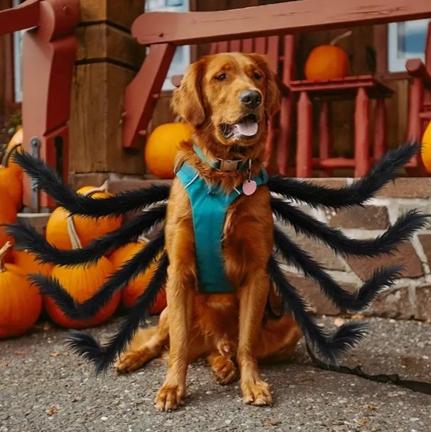 Spider Dog Costume