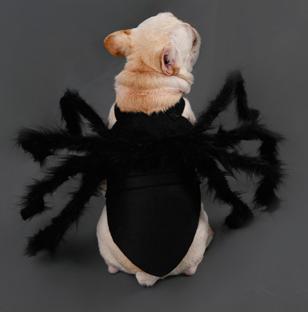 Spider Dog Costume