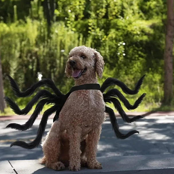 Spider Dog Costume