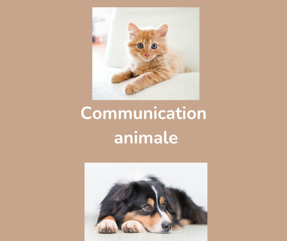 Communication animale