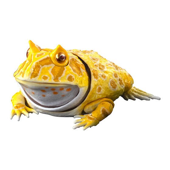 Premium Horned Frog
