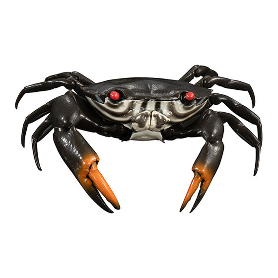 Harlequin Rock Crab
