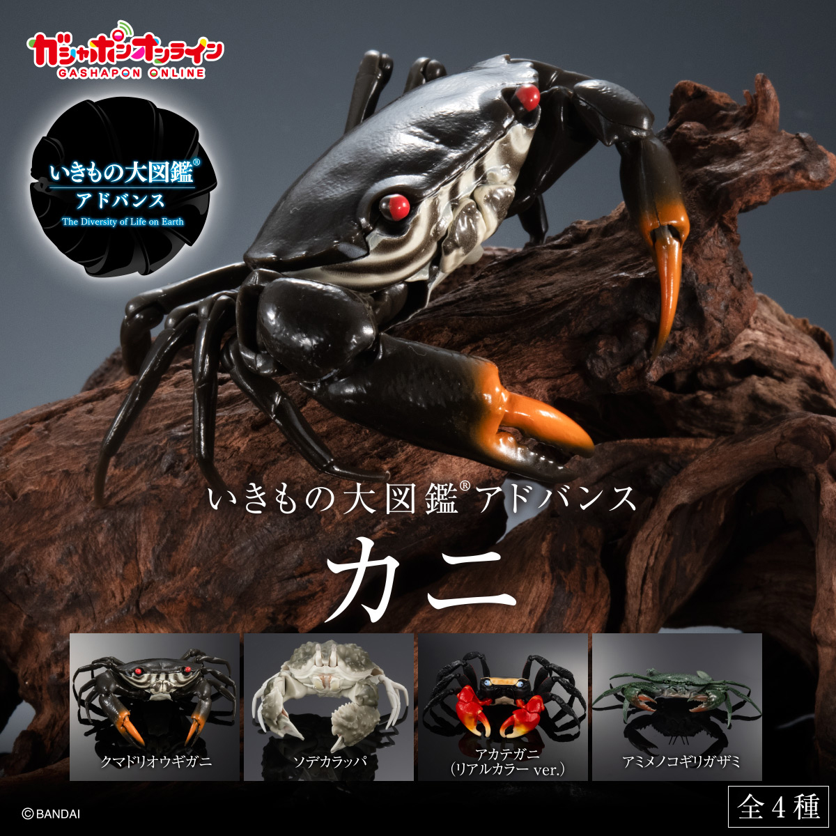 Harlequin Rock Crab