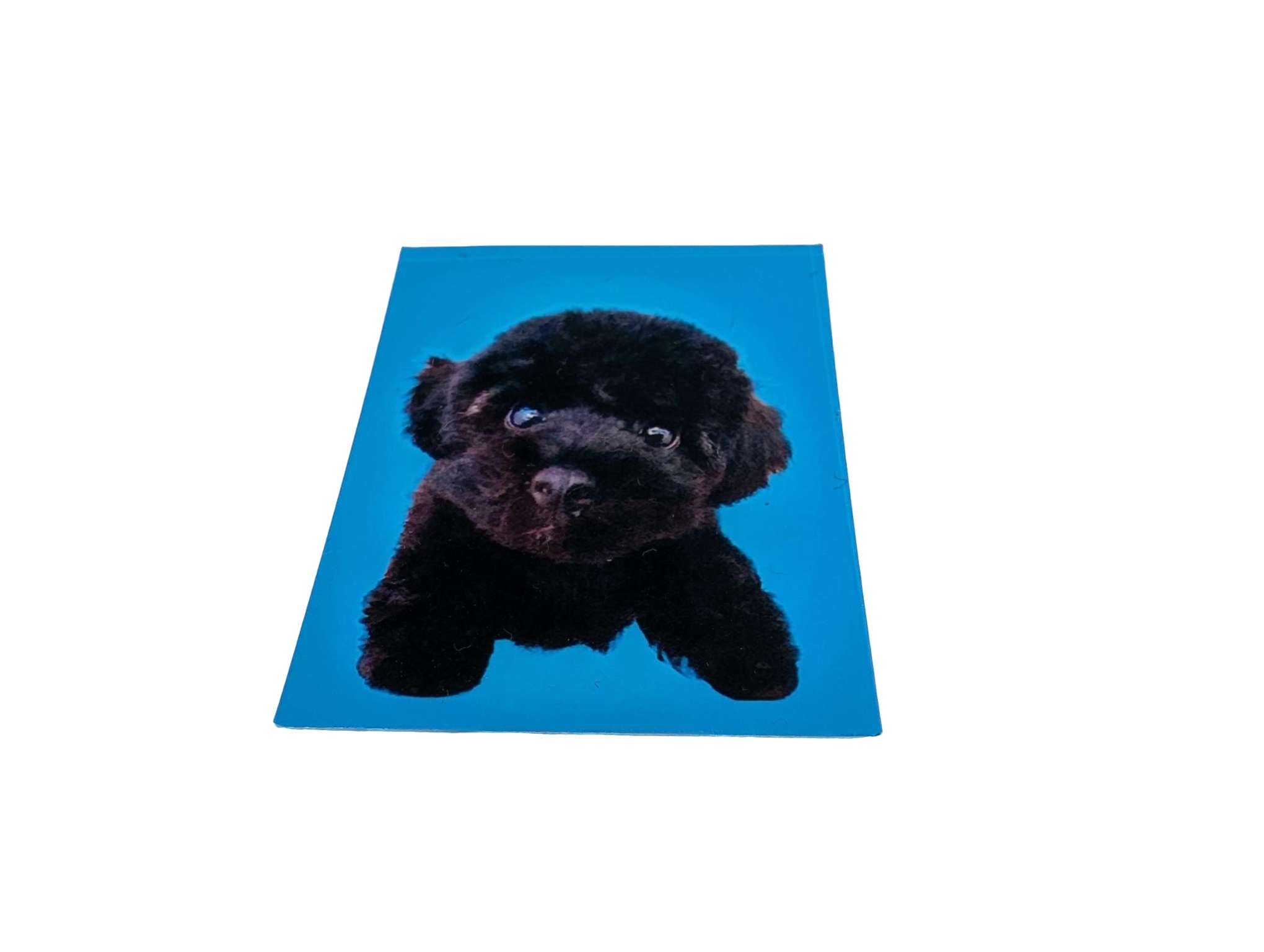 Dog Portrait Photo
