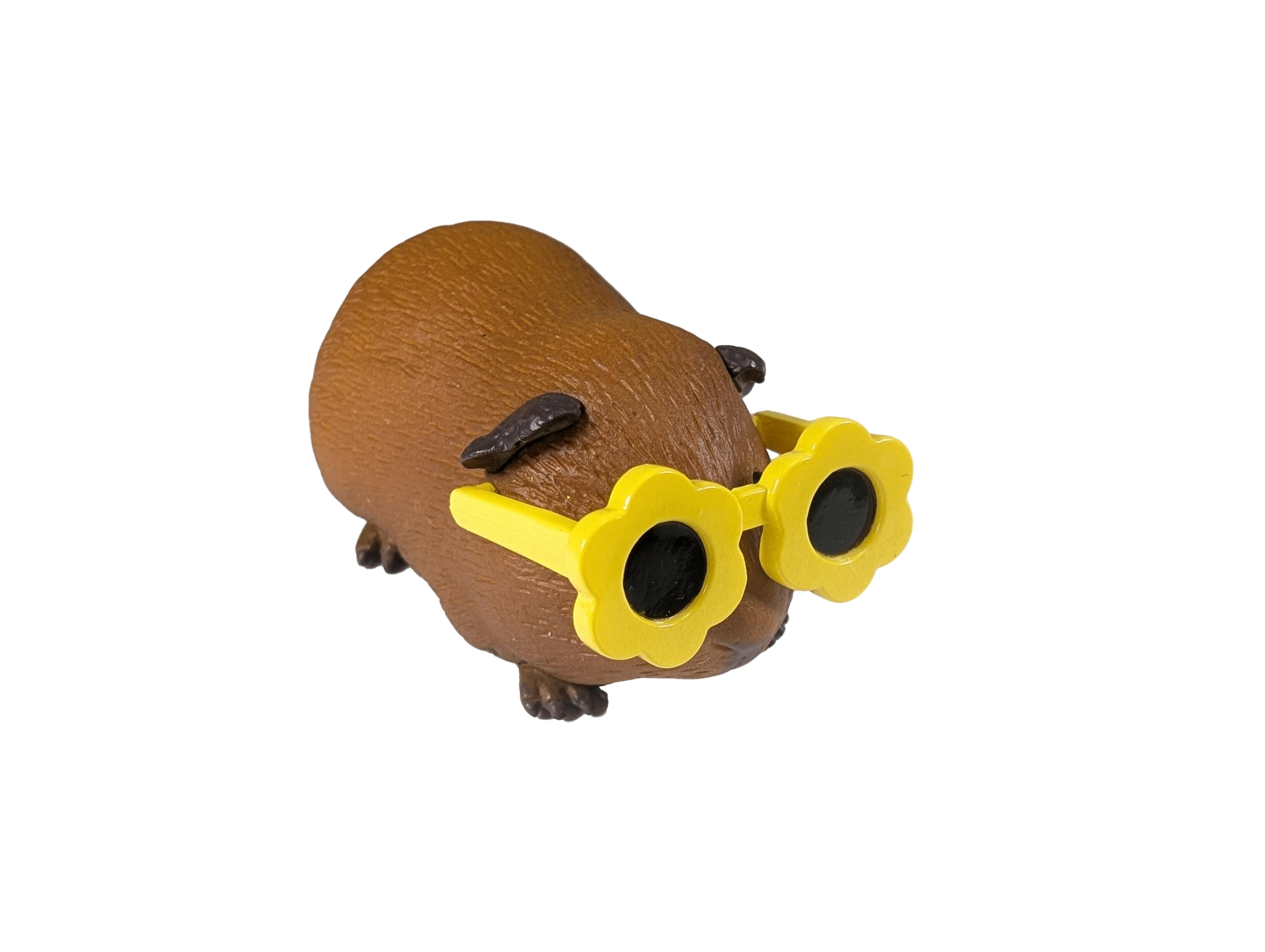 Guinea Pig with Sunnies
