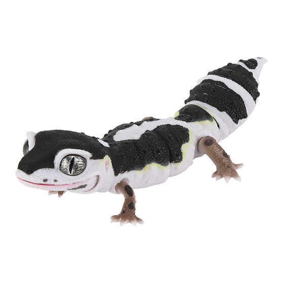Best Leopard and Crested Gecko Series