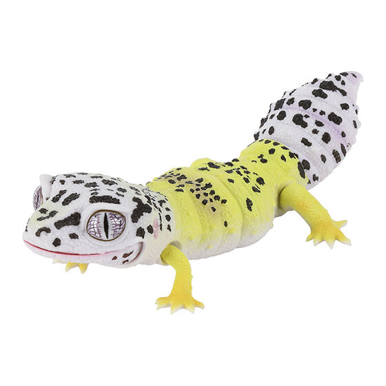 Best Leopard and Crested Gecko Series