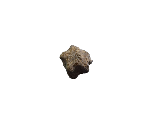 Fossil