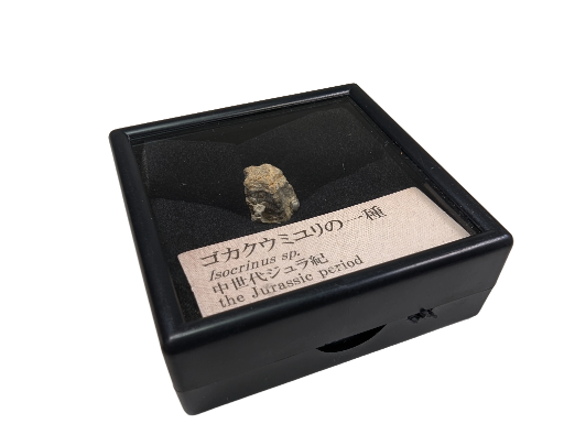 Fossil