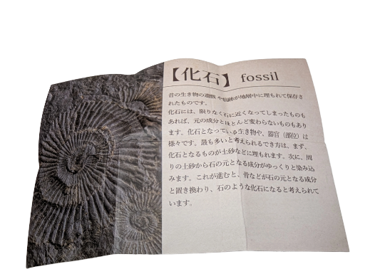Fossil
